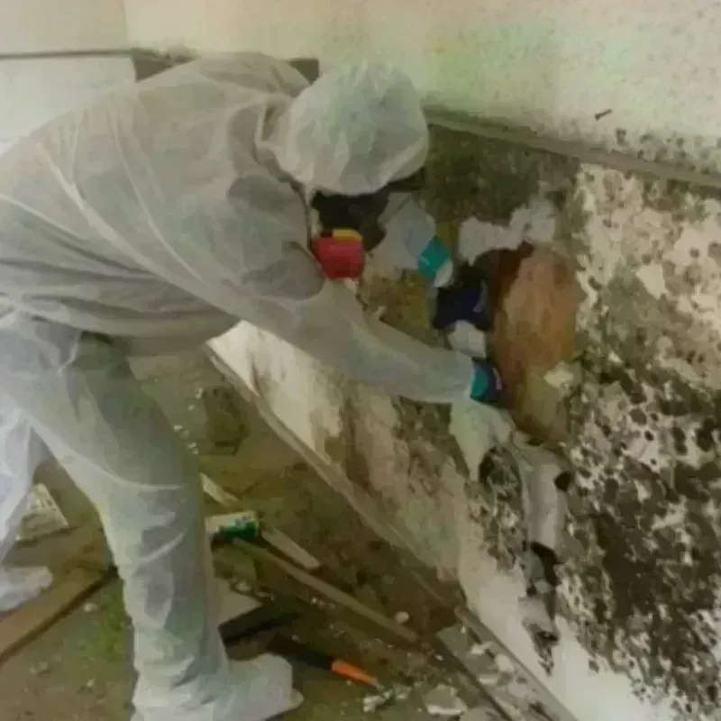 Mold Remediation and Removal in Siloam Springs, AR